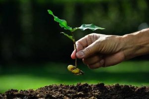 Formação de Coletores de Sementes Florestais Nativas