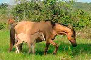 Manejo Nutricional de Equinos