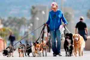 Dog Walker