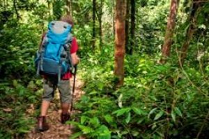 Teoria da Sobrevivência na Selva