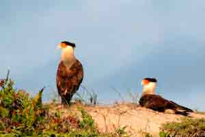 Aves de rapina