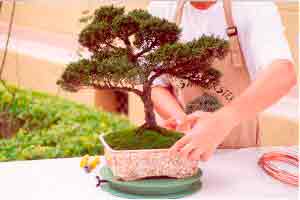 Técnicas de cultivo de bonsai