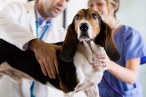 Introdução ao Auxiliar de Veterinário