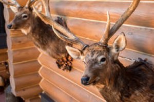 Introdução à Taxidermia